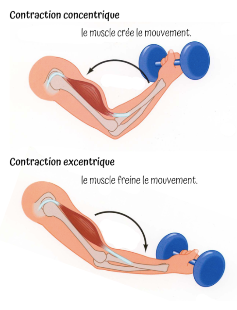 contraction musculaire